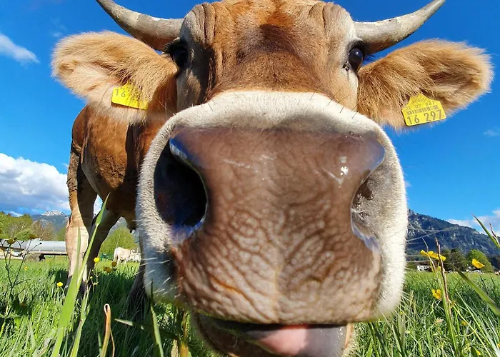 伽斯腾翰斯·库普夫酒店